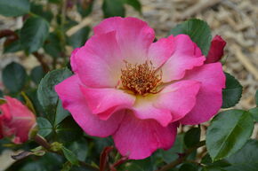 Rose Tourmaline�