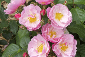 Rose Utopia�