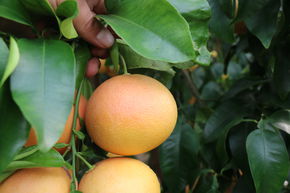 Pamplemousse rouge 'Rubra'