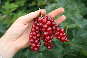 Groseillier grappes rouges Ribest� Decorette�