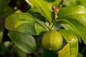 Lime rouge, Rangpur