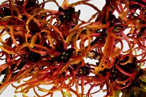 Hamam�lis rouge 'Ruby Glow'