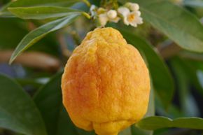 Citron rouge 'Sanguineum'