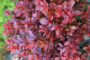 Berce naine rouge 'Bagatelle'