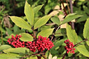 Sureau rouge 'Anna'