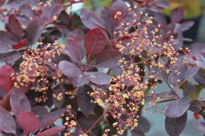 Arbre aux perruques, Cotinus 'Royal Purple'