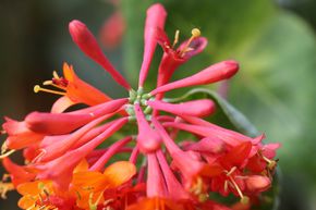 Ch�vrefeuille grimpant de Brown 'Dropmore Scarlet'