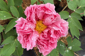 Pivoine arbustive 'Rou Fu Rong'