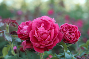 Rosier 'Rouge Meilove�'
