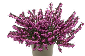 Bruy�re � fleurs d'hiver 'Rubina'
