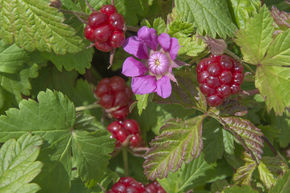 Framboisier arctique 'Marika'