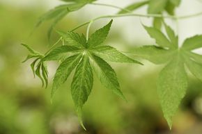 M�re � feuille de sucre Sugarleaf� 'Innocent'