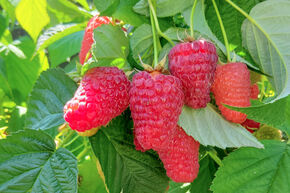Framboise d'automne Schlaraffia� Nr. 7090/9