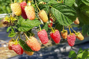 Framboise d'automne Schlaraffia� n� 7090/96