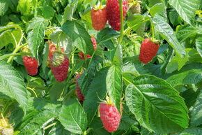 Framboise d'automne Schlaraffia� n�7091/71