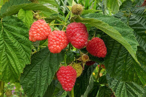 Framboise Twotimer� 'Chef'�