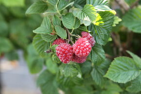 Framboise Lowberry� 'Ruby Best'�