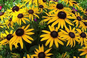 Rudbeckia 'Little Goldstar'