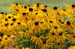 Rudbeckia 'Goldsturm'