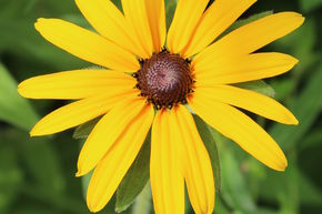 Rudbeckia 'deamii'
