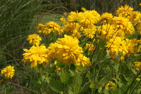 Rudbeckia 'Goldquelle'