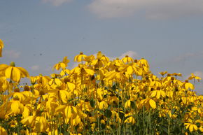 Rudbeckia 'Herbstsonne'