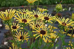 Rudbeckia 'Henry Eilers'