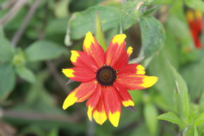 Rudbeckia 'Prairie Glow'