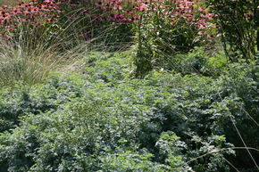Rue officinale 'Jackman's Blue'