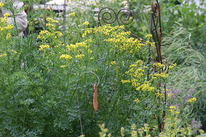 Rue officinale