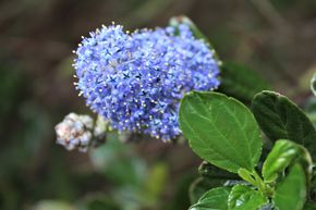Lilas de Californie, fleur de semis rampante