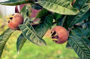 N�flier allemand 'Arbre et fruit'