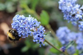 C�anothe, Lilas de Californie 'Victoria'