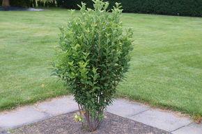 Am�lanchier canadien colonnaire 'Rainbow Pillar�'
