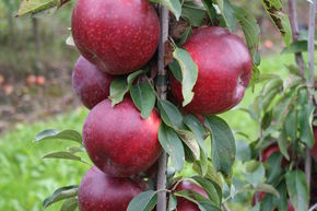 Pommier colonnaire Malini� Fresco�