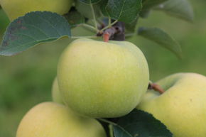 Pommier colonnaire Malini� Greenlight�