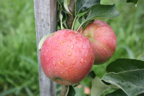 Pommier colonnaire Malini� Subito�