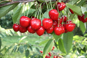 Cerisier colonnaire Fruttini� Garden Bing�