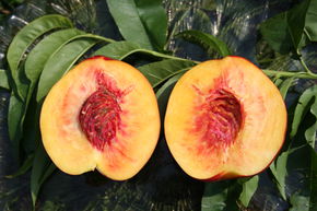 Nectarine colonnaire Fruttini� Alicecol�