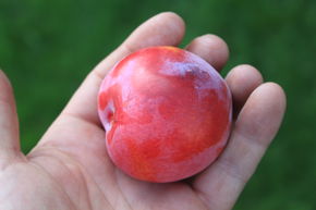 Prunier colonnaire Fruttini� Sunscraper
