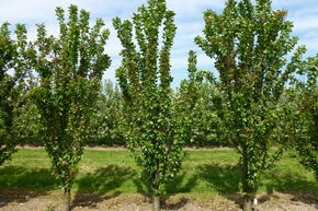 Griotte colonnaire Fruttini� 'Jachim'