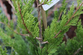 Gen�vrier de Virginie 'Canaertii'