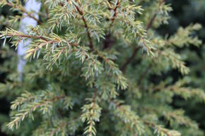 Gen�vrier colonnaire 'Gold Cone'