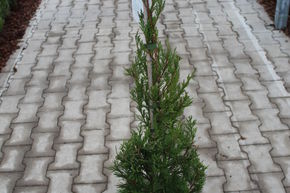 Gen�vrier colonnaire 'Helle' (syn. Gen�vrier 'Spartan')