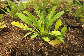 Roquette des murailles 'Astra'