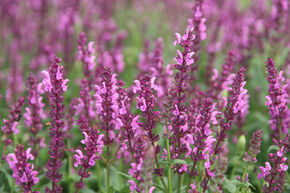 Sauge des bois 'Katsjing'
