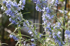 Sauge bleue