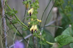 Sauge � fleurs jaunes g�antes