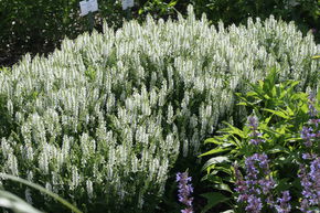 Sauge des bois 'Adrian'