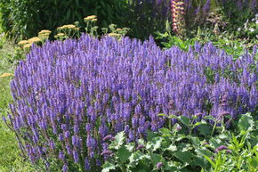 Sauge des bois 'Blauh�gel'